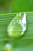 ВОДА: Травинка с капелькой росы